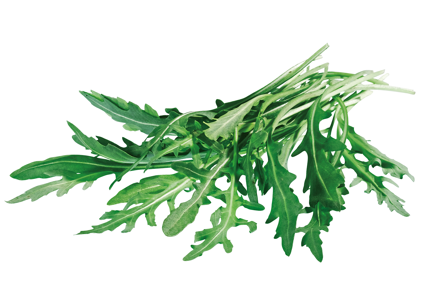 Rucola